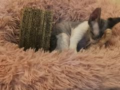 -momokira米努特·德文卷毛猫·棉花面纱犬