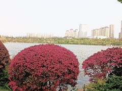 -洛龙公园