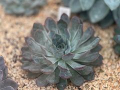 -华南国家植物园-售票处