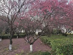 -九里河湿地公园
