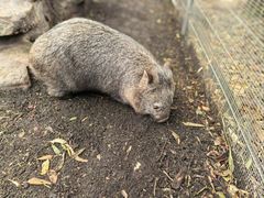 -费瑟代尔野生动物园