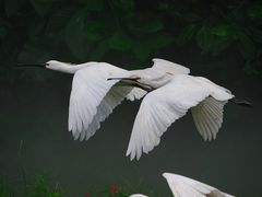 -广州长隆飞鸟乐园