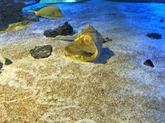 -正宗兰州王师傅麻辣牛肉面(学院新城店)