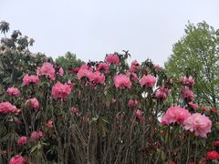 -贵州百里杜鹃风景名胜区