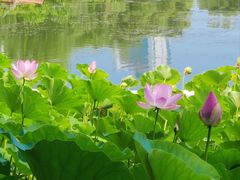 -莲花池公园