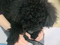 -宠颐生猫科·内科皮肤科(西平世纪城店)