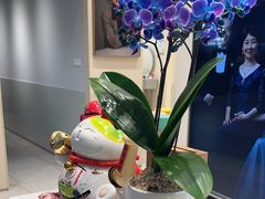 -天真蓝照相馆(五角场百联又一城店)