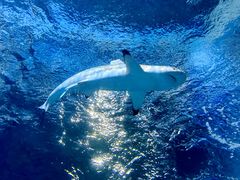 -太平洋海底世界