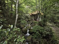 -天目山大树王景区