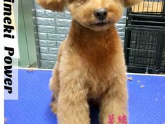 -我爱吾宠宠物美容院(朝阳路店)