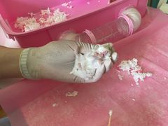 -北京观赏动物医院·24小时大型综合·猫专科·异宠专科