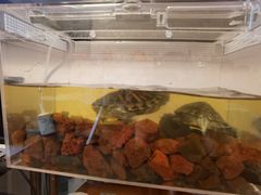 -酷以爬仙阁实体爬宠店·守宫·蜥蜴·专业繁育