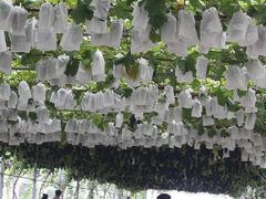 -白鹿原葡萄主题公园