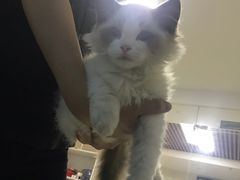 -袖虎·猫馆(体育西路店)