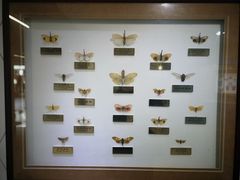 -上海昆虫博物馆