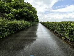 -上海滨江森林公园