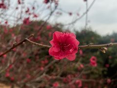 -南国桃园旅游度假区