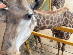 -西霞口神雕山野生动物世界