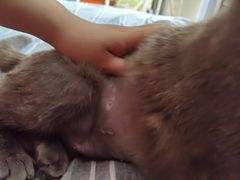 -纳吉亚猫专科动物医院·北北分院