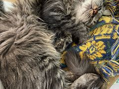 -平行世界·猫咖(首经贸店)