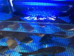 -姜君·千岛湖鱼头馆(浦东大道店)