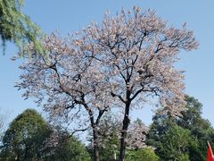 -成都市文化公园
