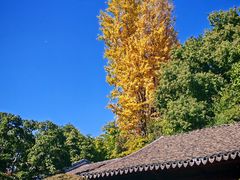 -秋霞圃