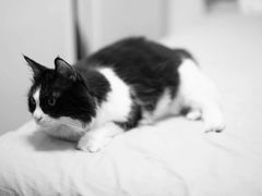 -彩虹桥宠物火化殡葬善终服务(金乐大厦店)