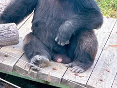 -大连森林动物园