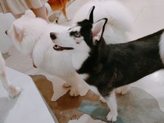 -共舞时光猫咖·狗咖(新街口店)