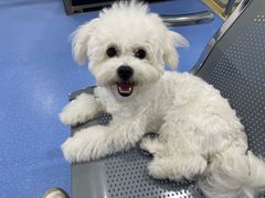 -天使宠物医院·犬猫分诊(彩虹店)