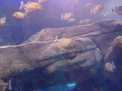 -石家庄海洋公园