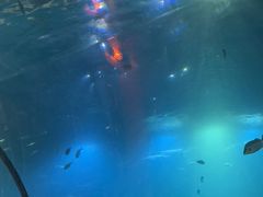 -海棠湾洲际-涛·海底餐厅·美人鱼·自助餐·海底隧道