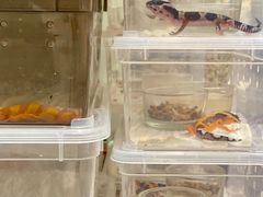 -酷以爬仙阁实体爬宠店·守宫·蜥蜴·专业繁育