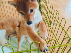 -Let's go狗咖·猫咖·奶狗·桌游(春熙路IFS店)