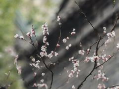 -罔极寺
