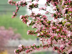 -海棠花溪(元大都城垣遗址公园)