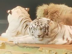 -广州长隆国际大马戏