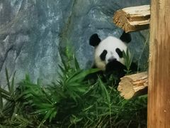 -深圳野生动物园