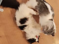 -MOYOYO猫咪咖啡店
