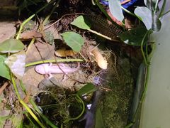 -正佳雨林生态植物园