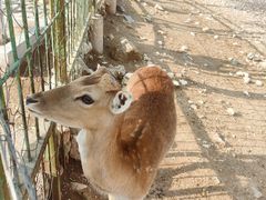 -大青山野生动物园