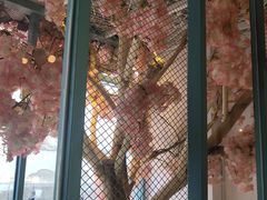 -喵屿·大理花园猫咖