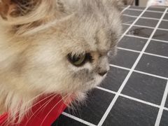 -万小咖.猫咖(中山路天虹店)