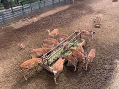 -青藏高原野生动物园