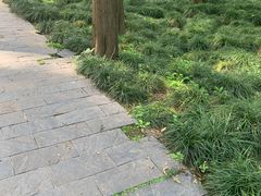 -月湖风景区
