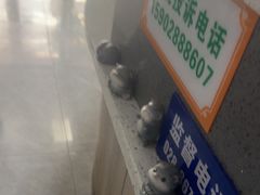 -半岛宠物医院24小时(白果林店)