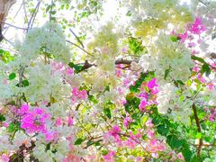 -深圳国际园林花卉博览园