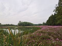 -溱湖国家湿地公园