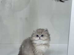 -青奢宠物·青奢猫舍